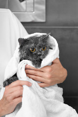 Girl holding a funny wet gray cat wrapped in a towel after bathing, pet hygiene