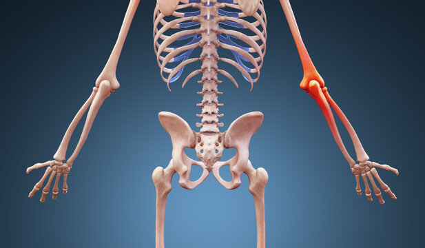 3d rendered illustration of a human anatomy with elbow pain