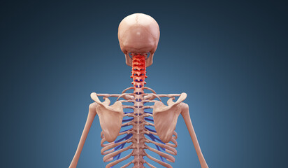 Cervical spine injury on skeleton - obrazy, fototapety, plakaty