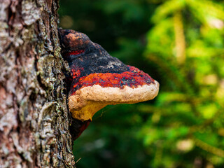 Mushroom on tree trunk