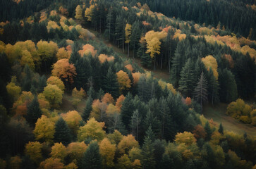 forest landscape