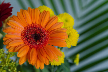 orange gerbera flower
