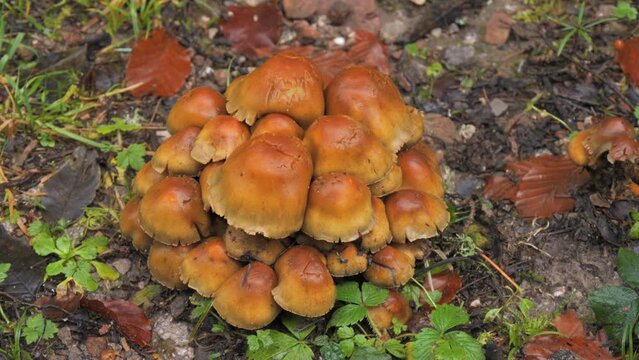 Many forest mushrooms that grow on the ground covered with moss. Autumn harvest of mushrooms in the forest