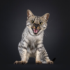 F4 Savannah cat sitting up facing front. Looking to camera, mouth wide open meowing. Isolated on a black background.