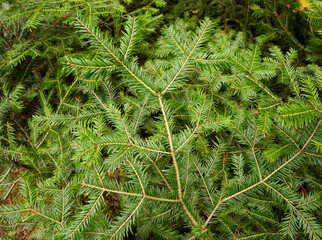 Branchlets of young fir trees in the forest understory create a beautiful nature themed texture or pattern.