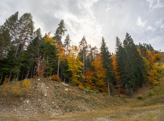 Fototapeta na wymiar Wide angle lens shot of coniferous and leaf-shedding tree mix growing from elevated terrain backlit by sun piercing through clouds in mid Autumn.