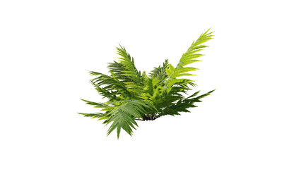 4K Tropical foliageTropical different types of exotic leaves set. Jungle plants. Calathea, Monstera, and palm leaves.