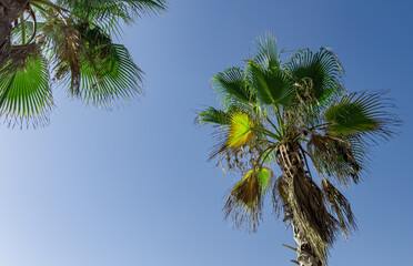 Palm tree leaves, green leaf, trunk, view from bottom to top, blue sky