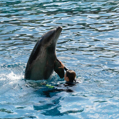 A Young Woman Swimming with a Dolphin