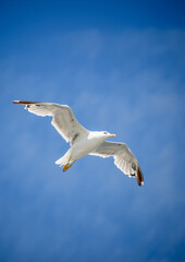Seagull bird floating with wings in the blue sky