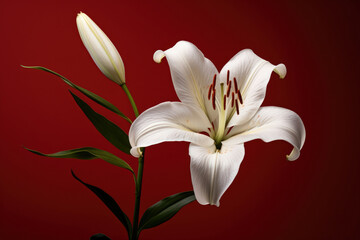 Obraz premium Plant flower blooming background flora petal floral blossom beauty nature lily closeup