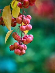 ripe red apples with in autumn with golden leafs