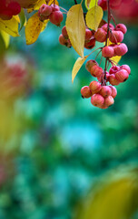 ripe red apples with in autumn with golden leafs