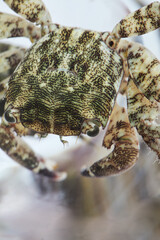Miniature crab in the water of the stony Adriatic coast. Macro photography.