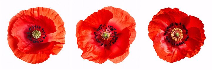 A solitary scarlet poppy is featured against a pure white backdrop.
