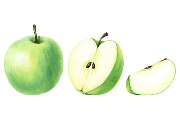 A set of green apple and slices. Hand drawn botanical watercolor illustration isolated on white background. For clip art, cards, menu
