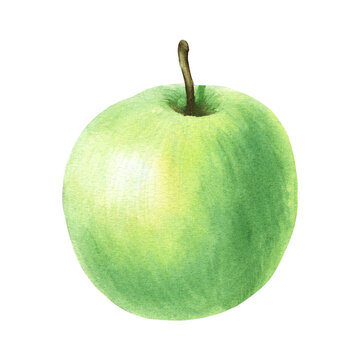 Green whole apple. Hand drawn botanical watercolor illustration isolated on white background. For clip art, cards, menu
