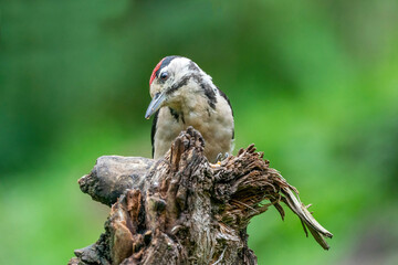 Great woodpecker Dendrocopos major, male of this large bird sitting on tree stump, red feathers, green diffuse background, wild nature scene