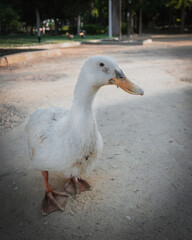 Pato