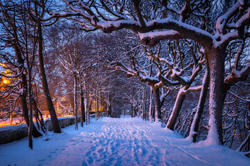 Winter scenery in snowy public park in Gdansk Oliwa, Poland - obrazy, fototapety, plakaty