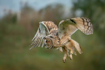Beautiful The long-eared owls(Asio otus) in flight. Gelderland in the Netherlands. With Wings Spread. Green background.             