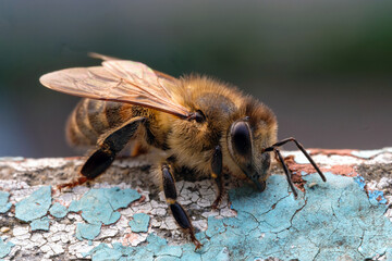 Detailed closeup of a yellow golden bee