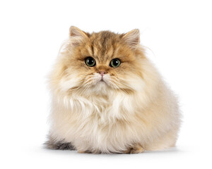 Amazing golden shaded British Longhair cat kitten, laying down like loaf facing front. Looking towards camera with green eyes. Isolated on a white background.
