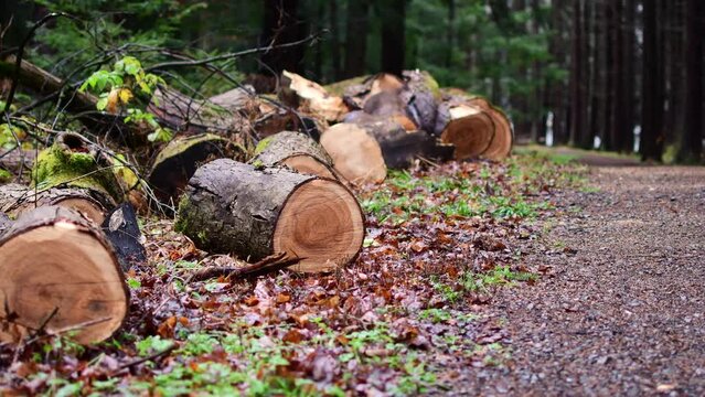 Cut lags by hiking trail, trail maintenance , dark woods gloomy weather 