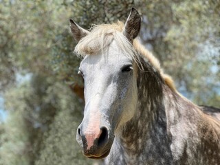 Portrait of horse dapple gray.