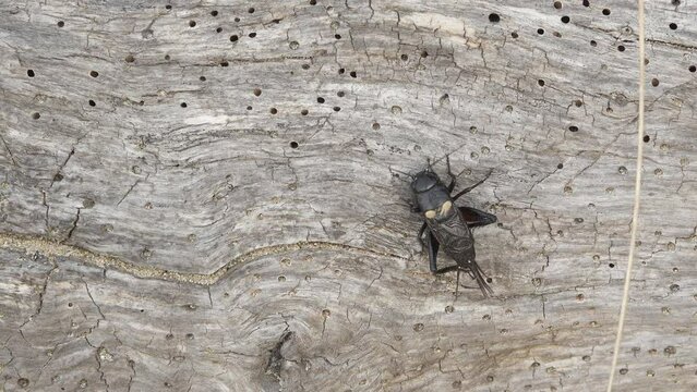 Little black cricket insect (Gryllus) climbing a wood log on sandy beach