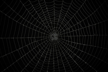 Obraz premium Pattern insect trap spider macro dew web nature closeup detail background thread net
