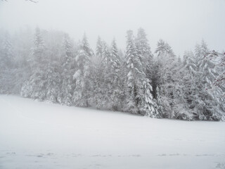 Winter landscape. Snow-covered trees. Magical winter forest.