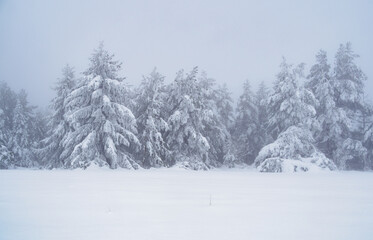 Winter landscape. Snow-covered trees. Magical winter forest.