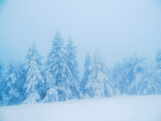 Winter landscape. Snow-covered trees. Magical winter forest.