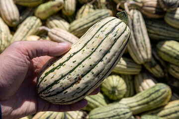 Many green and yellow striped pumpkins of different sizes. Background