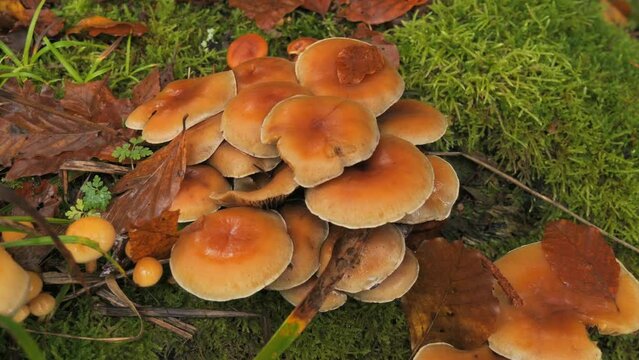 Many forest mushrooms that grow on the ground covered with moss. Autumn harvest of mushrooms in the forest