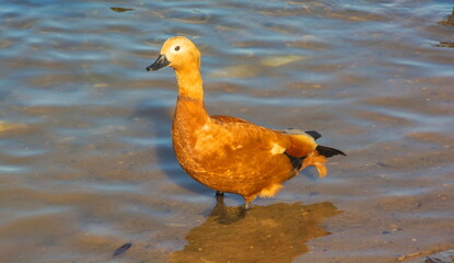 Duck-ogar with orange feathers on the pond - obrazy, fototapety, plakaty