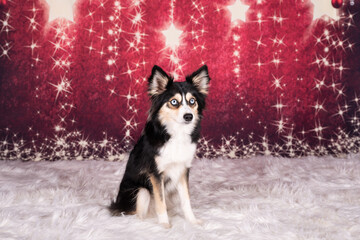 schwarz weißer Hund sitzend vor rotem Weihnachtshintergrund mit Sternen