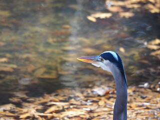 closeup of great blue heron (Ardea herodias)