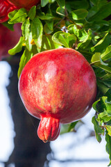 Red ripe pomegranate fruit on tree branch in the garden