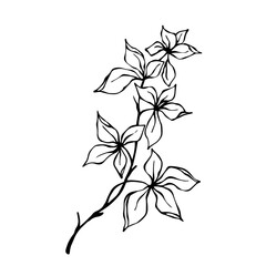 Set of sketches, doodles of botanical elements, branches with leaves. Vector graphics.
