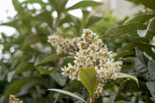 A blooming loquat tree. The loquat ( Rhaphiolepis bibas ) buds and flowers. Rosaceae evergreen fruit tree.