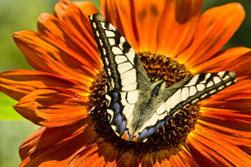 Fly on orange sunflower