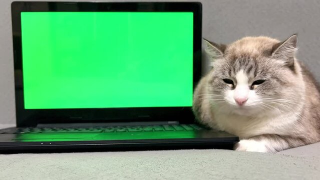 Front view of a cat, next to a computer with a green screen. Fluffy cat on gray background near laptop with green screen. Chromakey. Online shopping, websites for pets, application. Mockup. 