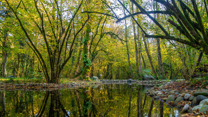 Fototapeta premium Rocky pond, near young trees