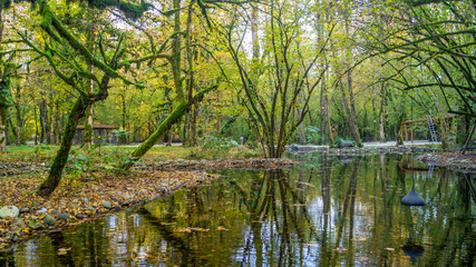 Fototapeta na wymiar A small pond in the forest