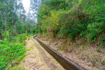 Fototapeta premium dense forest trail through an old irrigation water channel in typical Portuguese operation on the island of Madeira