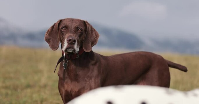 Two dog friends running around being playfull digging holes in ground. Wearing red collar. Cloudy cold winter autumn day. Snowy mountains in back. Healthy happy pure breed dogs. 