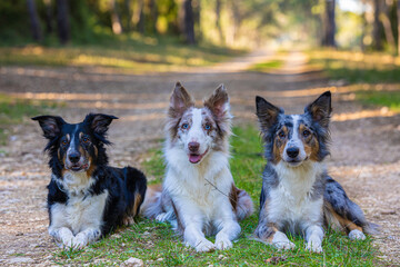 Border Collie Shepherd