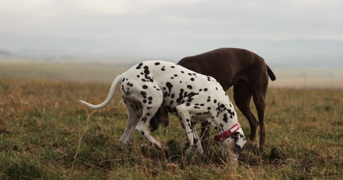 Two dog friends running around being playfull digging holes in ground. Wearing red collar. Cloudy cold winter autumn day. Snowy mountains in back. Healthy happy pure breed dogs. 10 bit 120 fps 4k